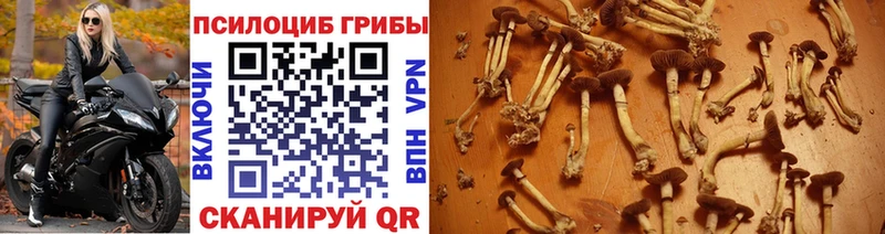 Псилоцибиновые грибы Cubensis  Балаково 